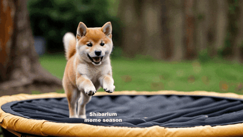 a shiba inu puppy jumping on a trampoline