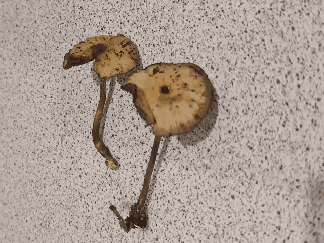 two mushrooms on a white surface with a hole in the middle
