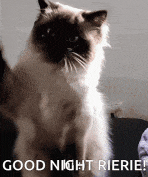 a cat is standing on a couch with the words good night rierie written below it