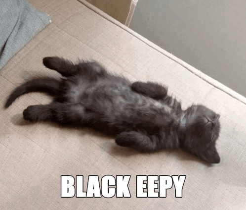 Eepy Eepy Cat GIF - Eepy Eepy cat Black eepy - Discover & Share GIFs