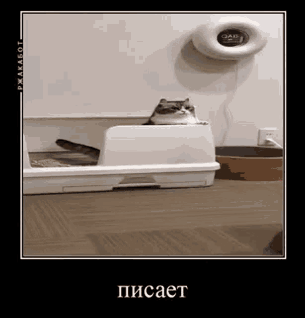 a picture of a cat in a litter box with a russian caption
