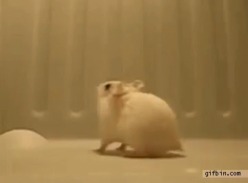 Backflip Hamster GIF - Backflip Hamster Funny GIFs