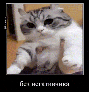 a gray and white cat is being held by a person in a frame