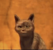 Cat Oops GIF - Cat Oops Drama GIFs
