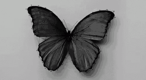 a black and white photo of a butterfly with a white background .