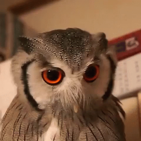 Angry Confused GIF - Angry Confused Interested GIFs