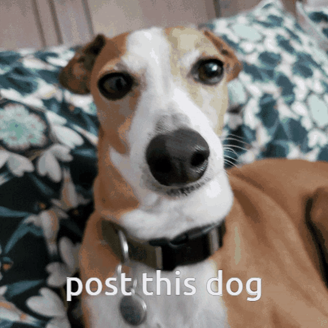 Gibby Post This Dog GIF - Gibby Post This Dog GIFs