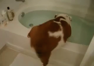 Such Grace GIF - Dog Bath Fail GIFs