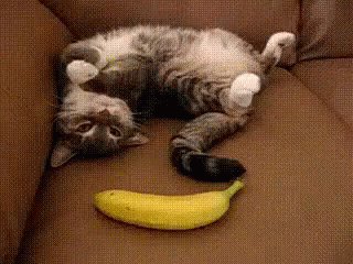 Cat Banana GIF - Cat Banana Funny GIFs