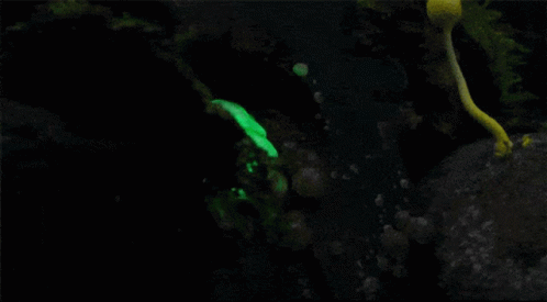 Mushroom Bioluminescence GIF - Mushroom Bioluminescence Nature GIFs