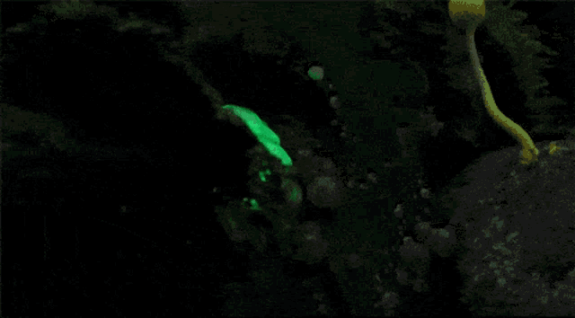 glow in the dark mushrooms are glowing green in the dark