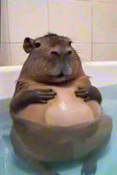 a capybara is sitting in a bathtub with its arms around its stomach