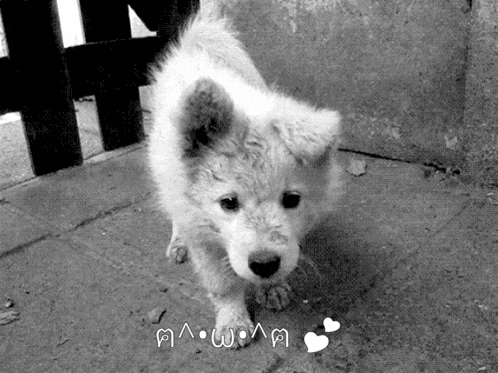 a black and white photo of a small white dog with a fence in the background and the word paw on the bottom right