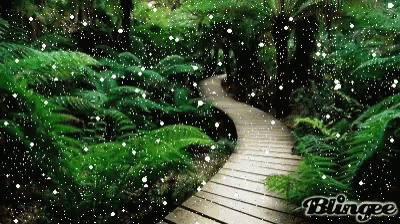 Nature Forest GIF - Nature Forest GIFs