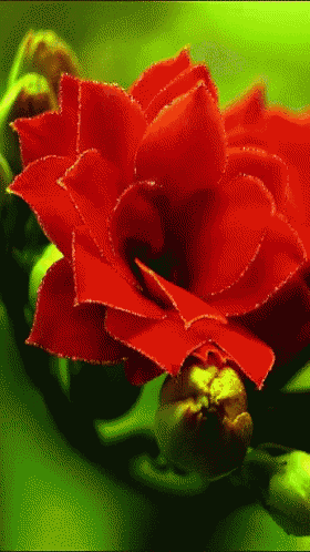 a close up of a red rose with a green background