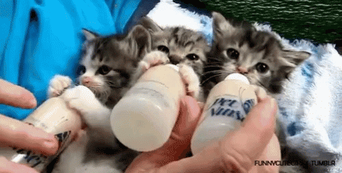 Cute Baby GIF - Cute Baby Kitten GIFs