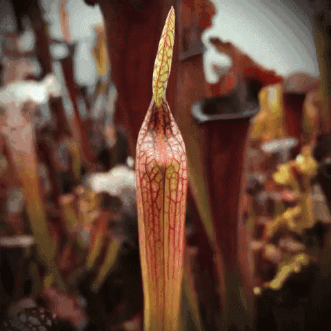 Sarracenia Carnivorous GIF