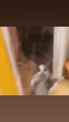 Dance Cat Dance GIF - Dance Cat Dance Cat GIFs