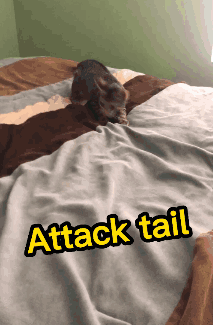 Cat Tail GIF - Cat Tail GIFs