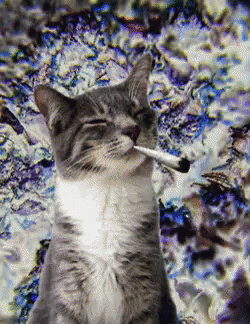 Cat Weed GIF - Cat Weed 420 GIFs