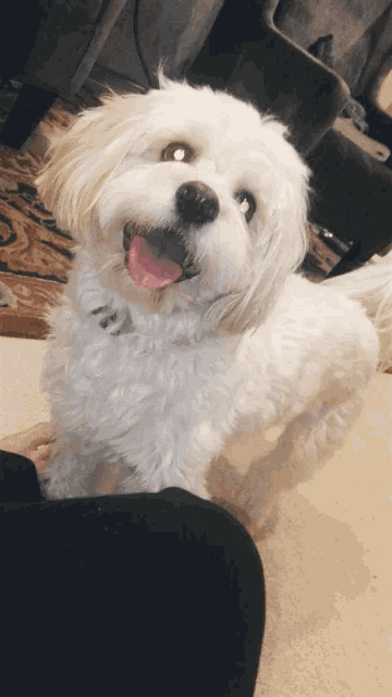 a small white dog with a pink tongue sticking out looks at the camera