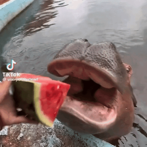 Hippo Watermelon GIF - Hippo Watermelon GIFs