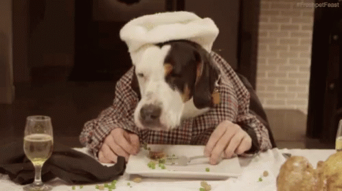 Lunch Funny Animal GIF - Lunch Funny Animal Dogs GIFs