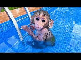a small monkey is swimming in a swimming pool .