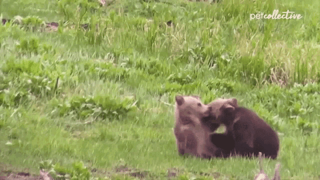 two bear cubs are playing in a grassy field with the words petcollective in the corner .