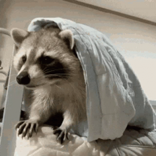 Sleepy Raccoon GIF - Sleepy Raccoon Morning GIFs