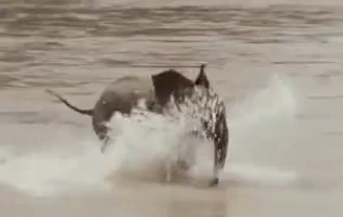 Elephant Baby Elephant GIF - Elephant Baby Elephant Running GIFs