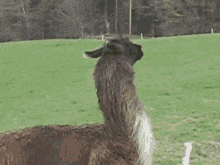 a brown and white llama standing in a grassy field .