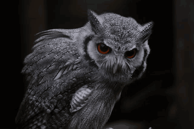 a close up of an owl with orange eyes looking at the camera