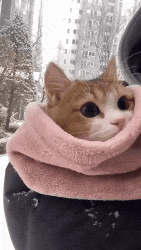 Cat Cute GIF - Cat Cute Snow GIFs