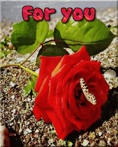 For You Rose GIF - For You Rose Flower GIFs