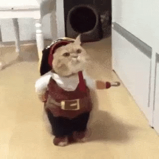 Funny Animals Cat GIF - Funny Animals Cat Pirate GIFs