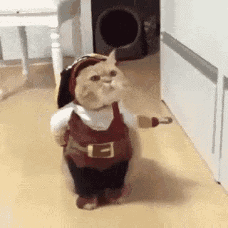 a cat dressed as a pirate is walking down a hallway holding a bottle .