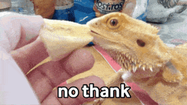 a lizard is being held by a person with the words no thank written on it