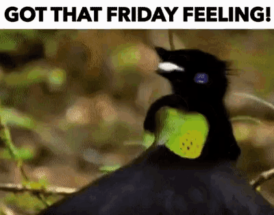 Friday Feeling Bird GIF - Friday Feeling Bird Cure GIFs