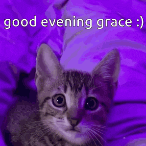a cat is sitting on a bed with a purple background and the words `` good evening grace '' written on it .