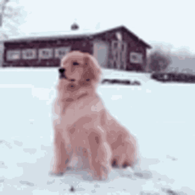 Doggo Snow GIF - Doggo Snow GIFs