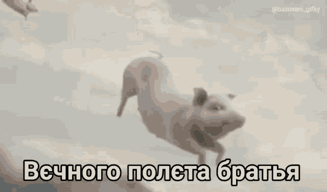 a pig is flying through the air with a caption in russian