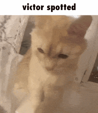 a cat is standing in front of a window with the words victor spotted written above it .