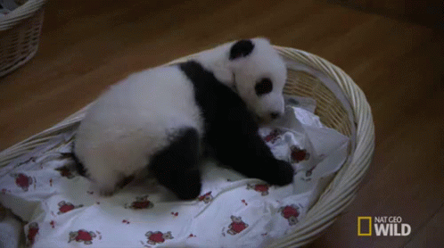 Nap Time GIF - Nat Geo Nat Geo Wild Panda Babies GIFs