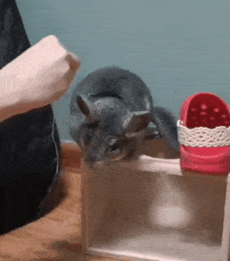 a person is petting a chinchilla on a wooden box next to a pair of red crocs .
