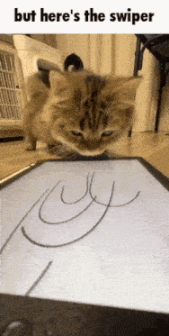 a cat is looking at a drawing on a tablet with the words but here 's the swiper below it