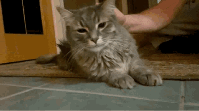 a person petting a gray cat laying on a rug