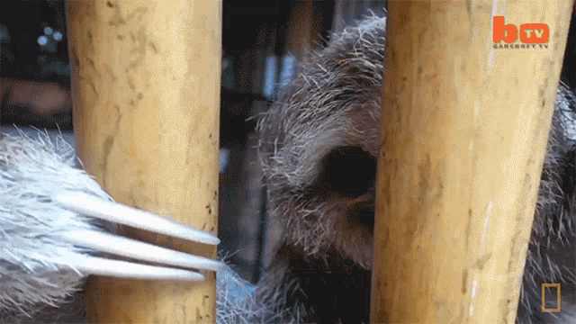 Try To Climb Up International Sloth Day GIF - Try To Climb Up International Sloth Day Baby Sloths GIFs