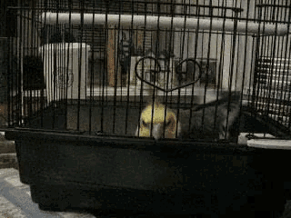 a bird is sitting in a cage with a heart on the cage .