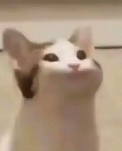 Pog Cat GIF